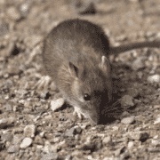 Indian Bush Rat