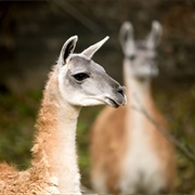 Guanaco