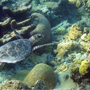 Buck Island Reef, USVI (NPS)