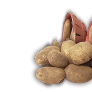 Maine Potato