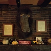 Head of the Egopantis