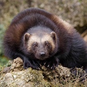 Wolverine