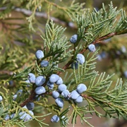 Rocky Mountain Juniper (Juniperus Scopulorum)