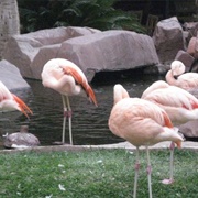 Flamingo Habitat