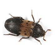Larder Beetle