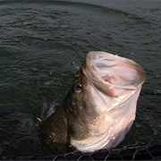 Large Mouth Bass