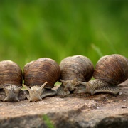 A Trail of Snails
