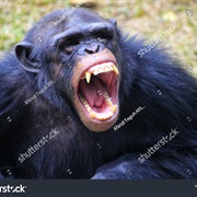 Getting Attacked by a Monkey