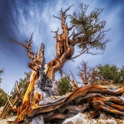 Ancient Bristlecone Pine Grove