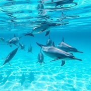 Swim With Dolphins, Sataya Reef, Egypt
