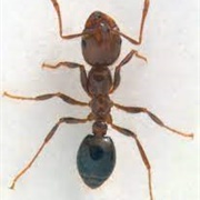 Red Imported Fire Ant