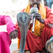 Is It Possible to Hypnotize a Snake With a Flute