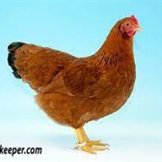 New Hampshire Bantam