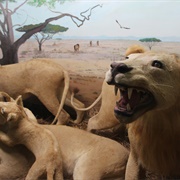 Touchstone Wildlife and Art Museum