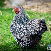 Silver Laced Wyandotte