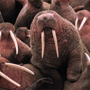 An Ugliness of Walrus