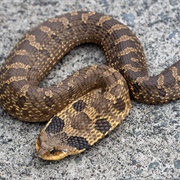 Eastern Hog-Nosed Snake