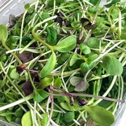 Mixed Microgreens