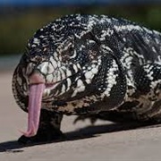 Argentine Black and White Tegu