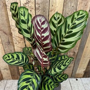 Calathea Makoyana
