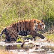 Bardiya National Park