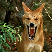 Dingo