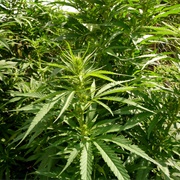 Marijuana Plant