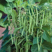 Bush Beans