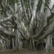 Banyan Tree