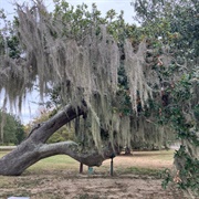 Old Lady of the Lake Oak