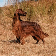 Groom an Irish Setter