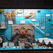 White Raven Trading Co. & the Museum of the Strange (Permanently Closed)