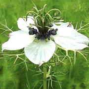 Cumin  (Sahih Al-Bukhari).