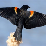 Redwing Blackbird