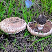 Agaricus Pattersoniae