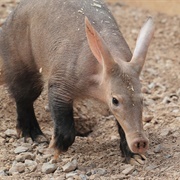 Aardvark