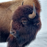 Bison