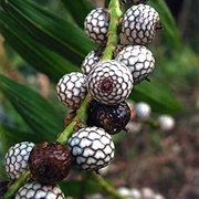 Yantok (Calamus Manillensis)