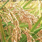 Rice (Sahih Al-Bukhari).