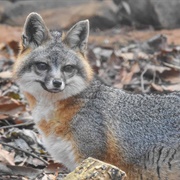 Gray Fox