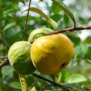 Araza (Eugenia Stipitata)