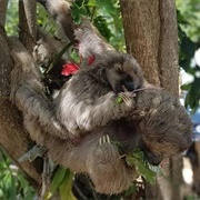 Monkey and Sloth Tour, Honduras