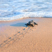 Under Our Loungers, Turtle Tracks in Cuba
