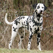 Dalmatian