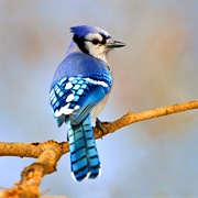 Blue Jay