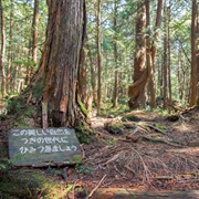 Aokigahara Forest, Japan