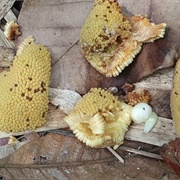 Pingan (Artocarpus Sarawakensis)