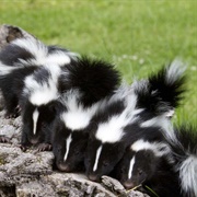 A Stench of Skunks