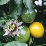Yellow Granadilla (Passiflora Edulis F. Flavicarpa)