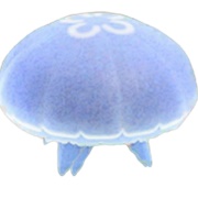 Moon Jellyfish